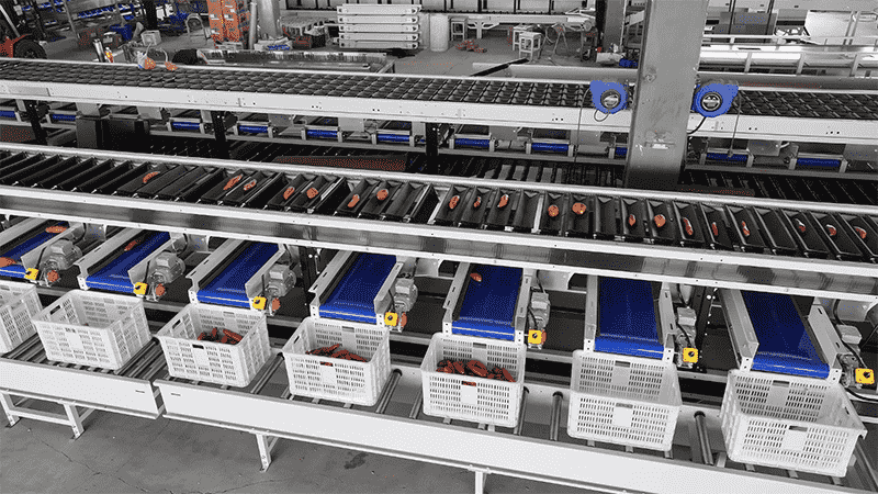 images/1744615232104sweet potato optical sorting machine.png
